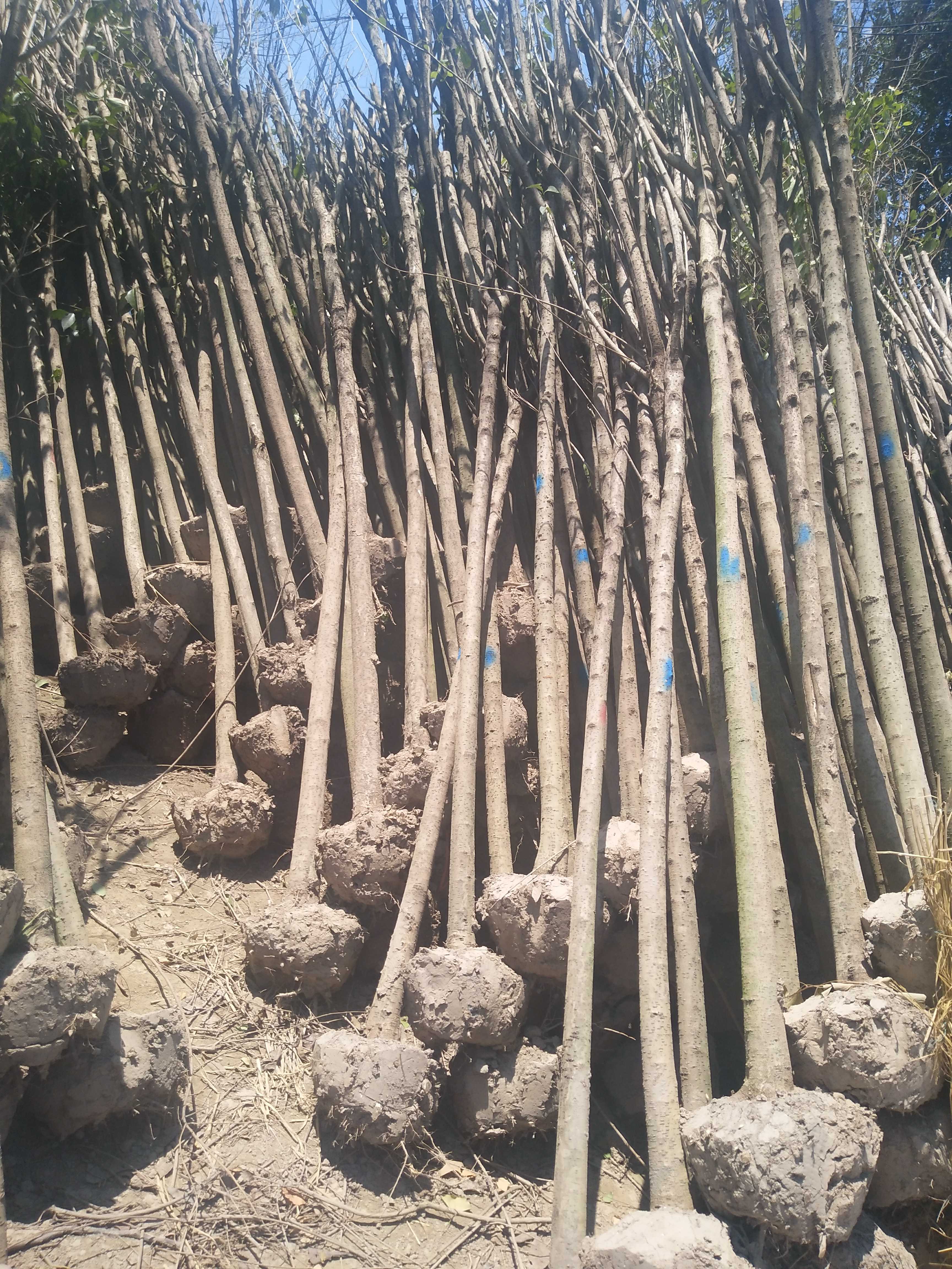 大叶女贞图片