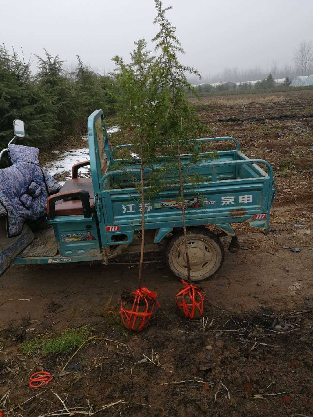 雪松图片