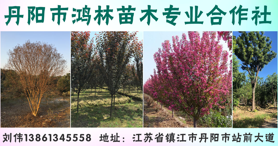 丹阳市鸿林苗木专业合作社