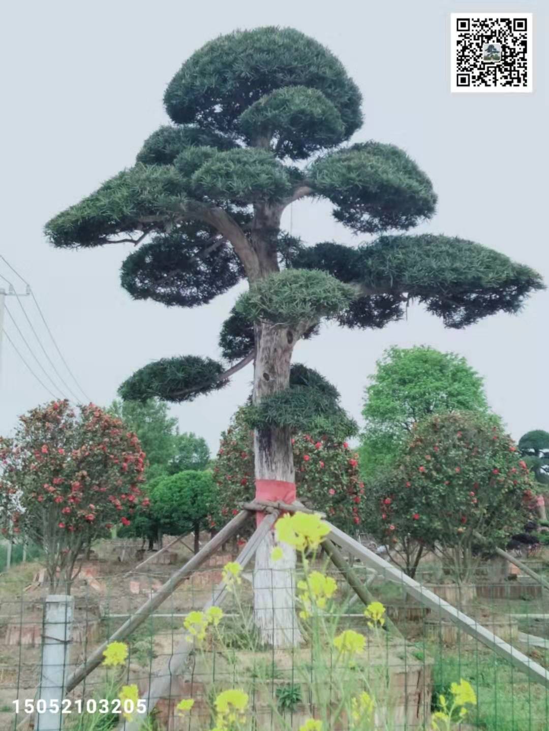 浅草花木