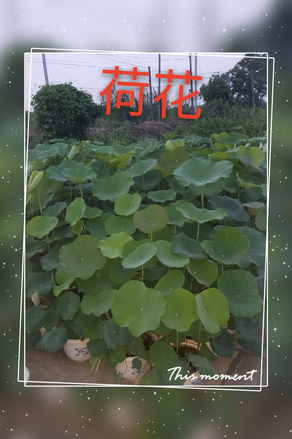 荷花图片