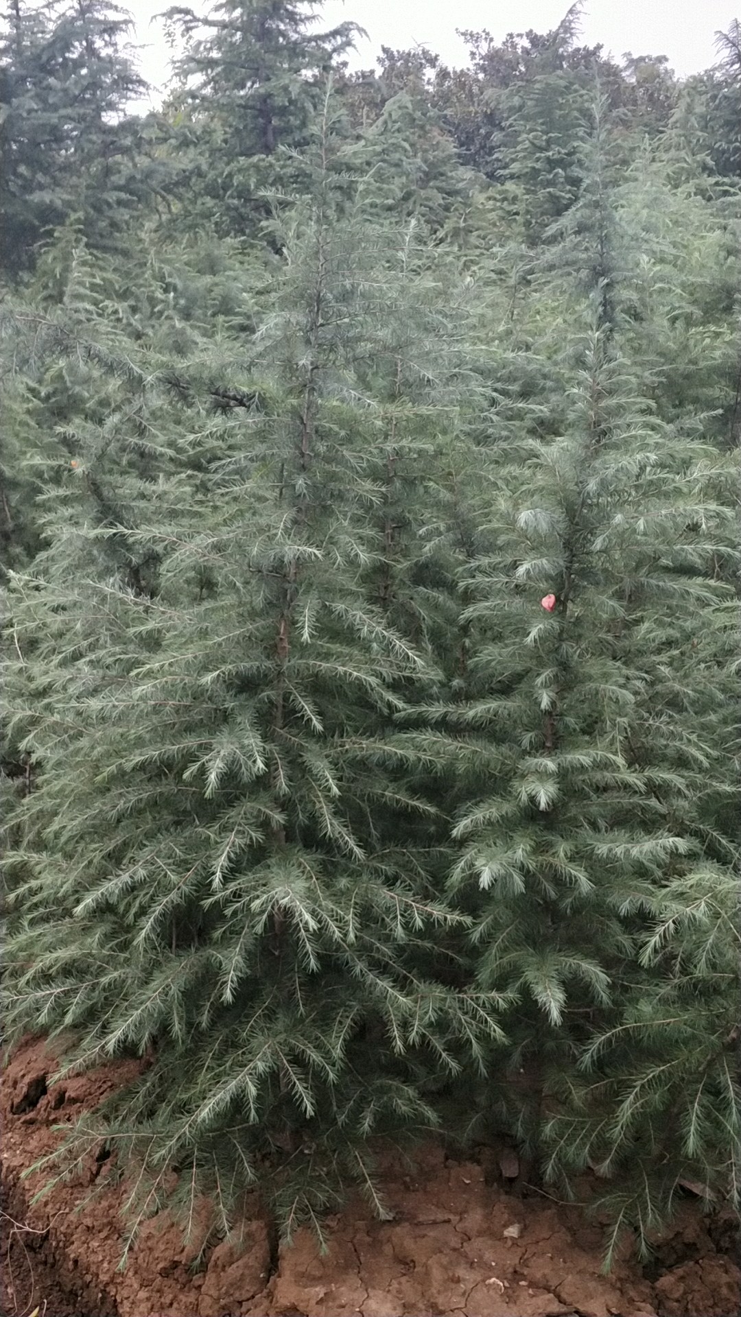 雪松图片