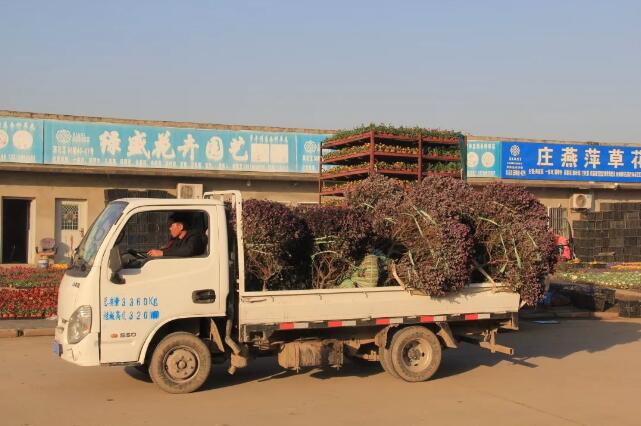 市场行情：消费升级中的夏溪苗木行情走势​以及夏溪花木市场下半年行情盘点