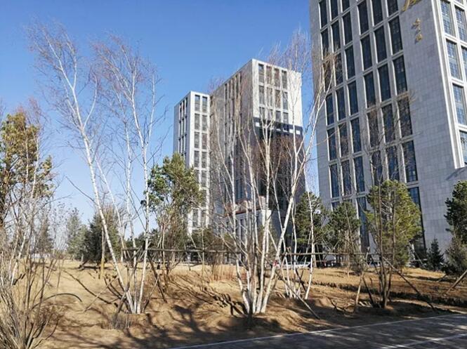 秋冬苗木栽植，支撑固定不可小视，立秋之后至土壤封冻之前，是一年中苗木定植黄金时段