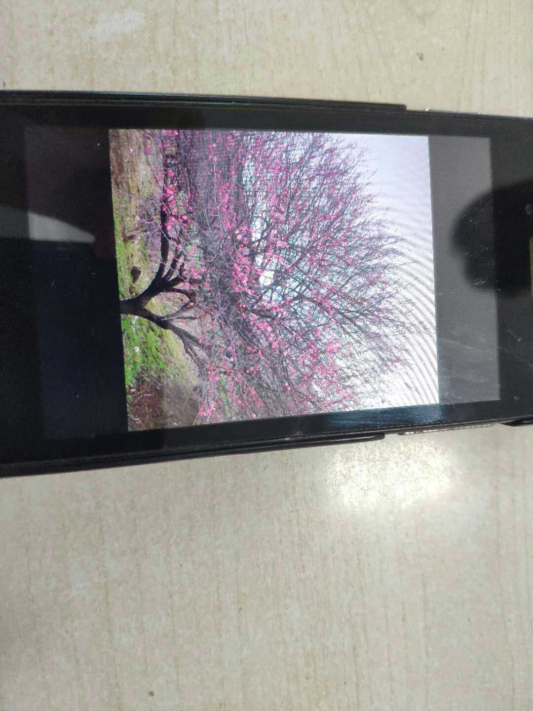 红梅图片
