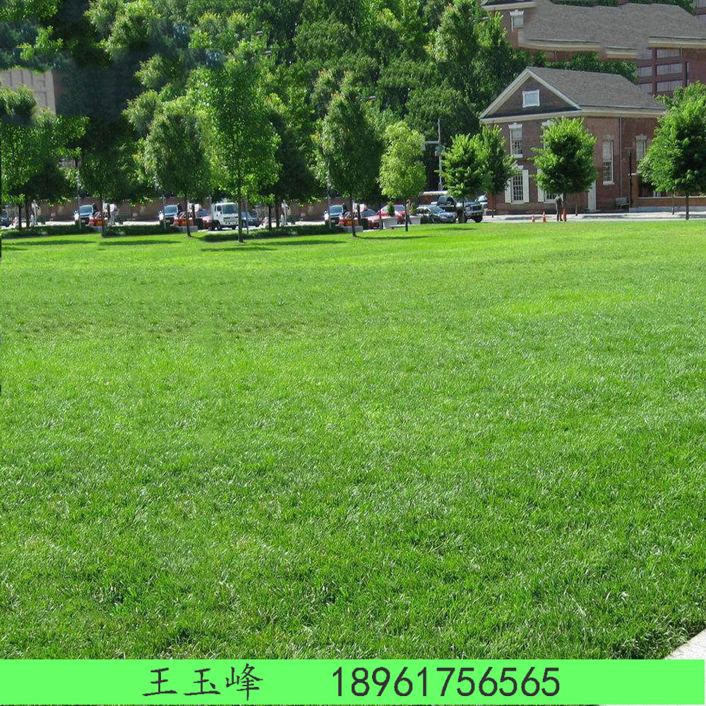 句容市茅山风景区喜桂苗木种植园