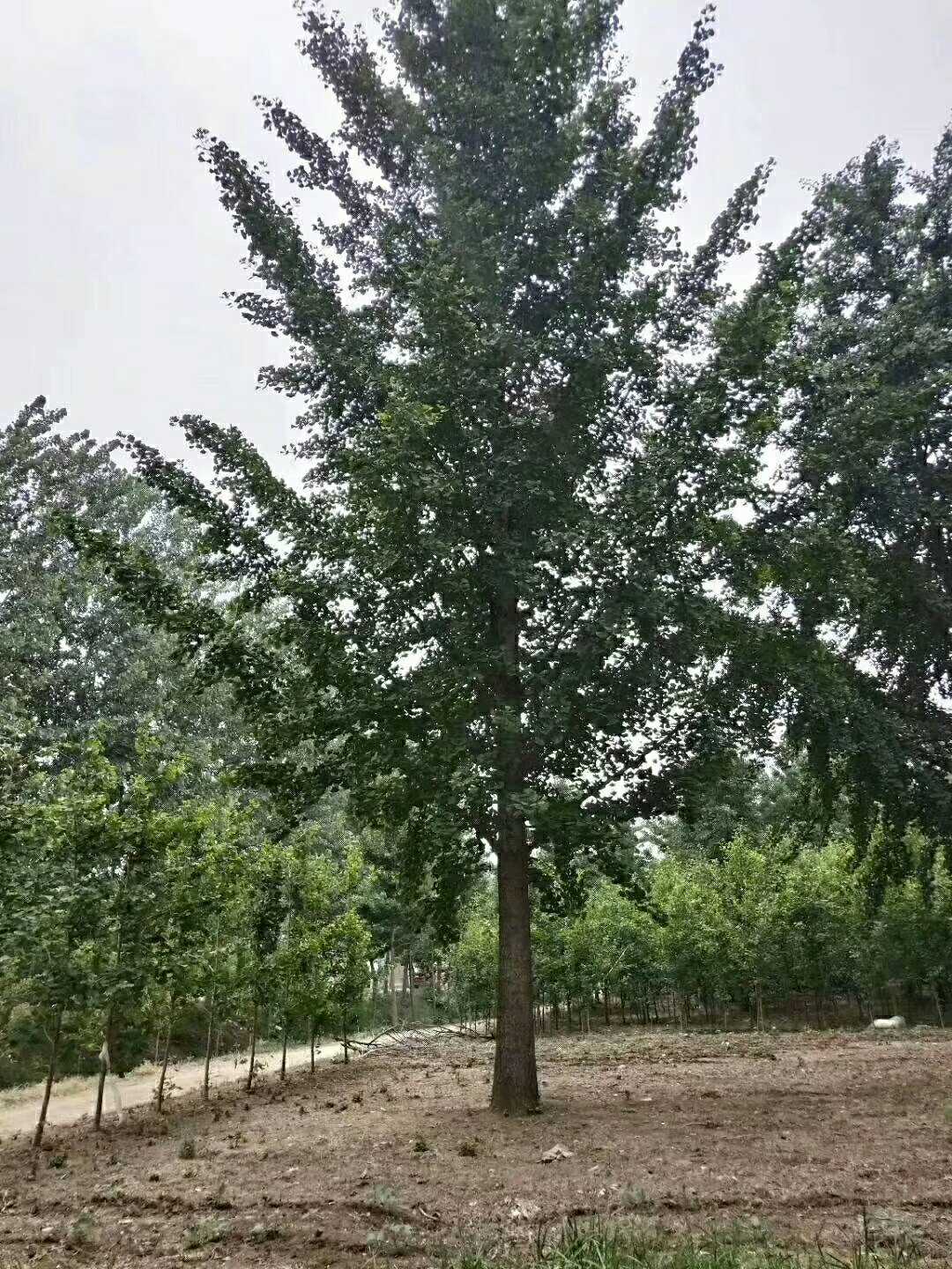 邳州市港上鑫洋银杏苗木种植专业合作社图片