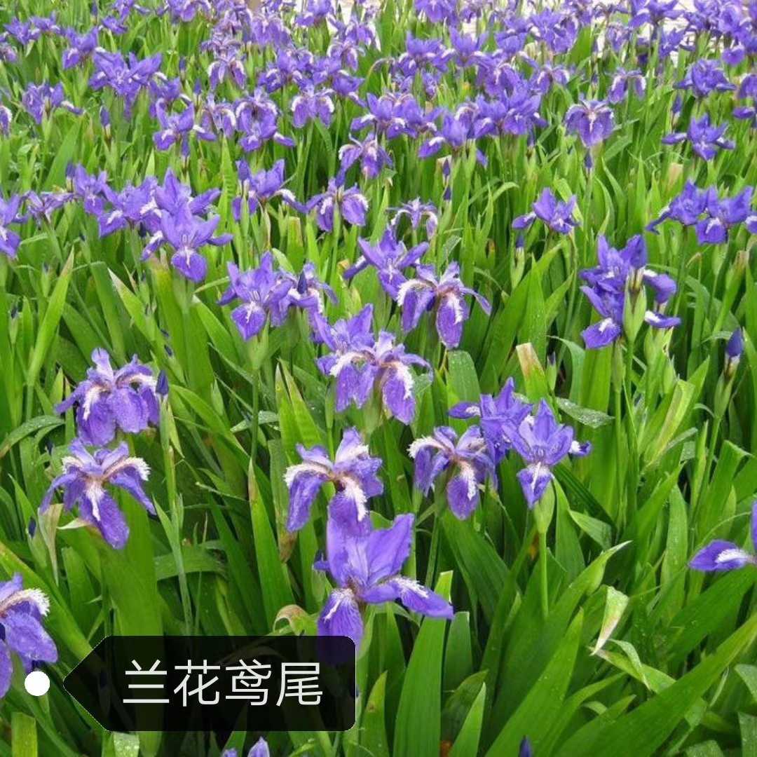 蓝花鸢尾图片