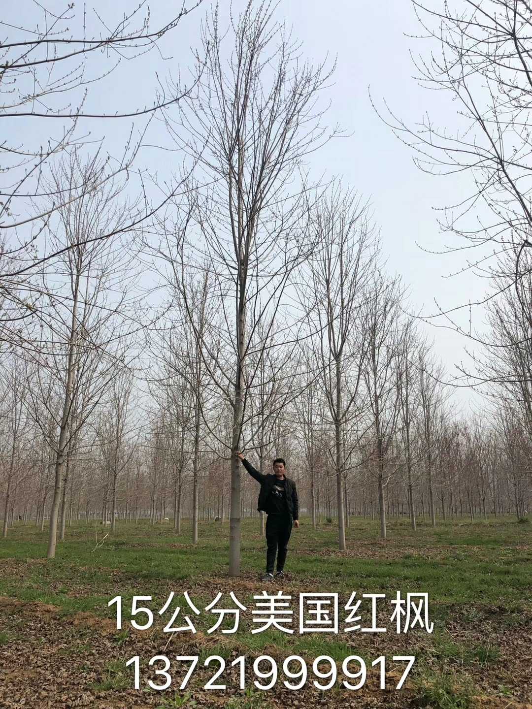美国红枫（秋火焰）图片