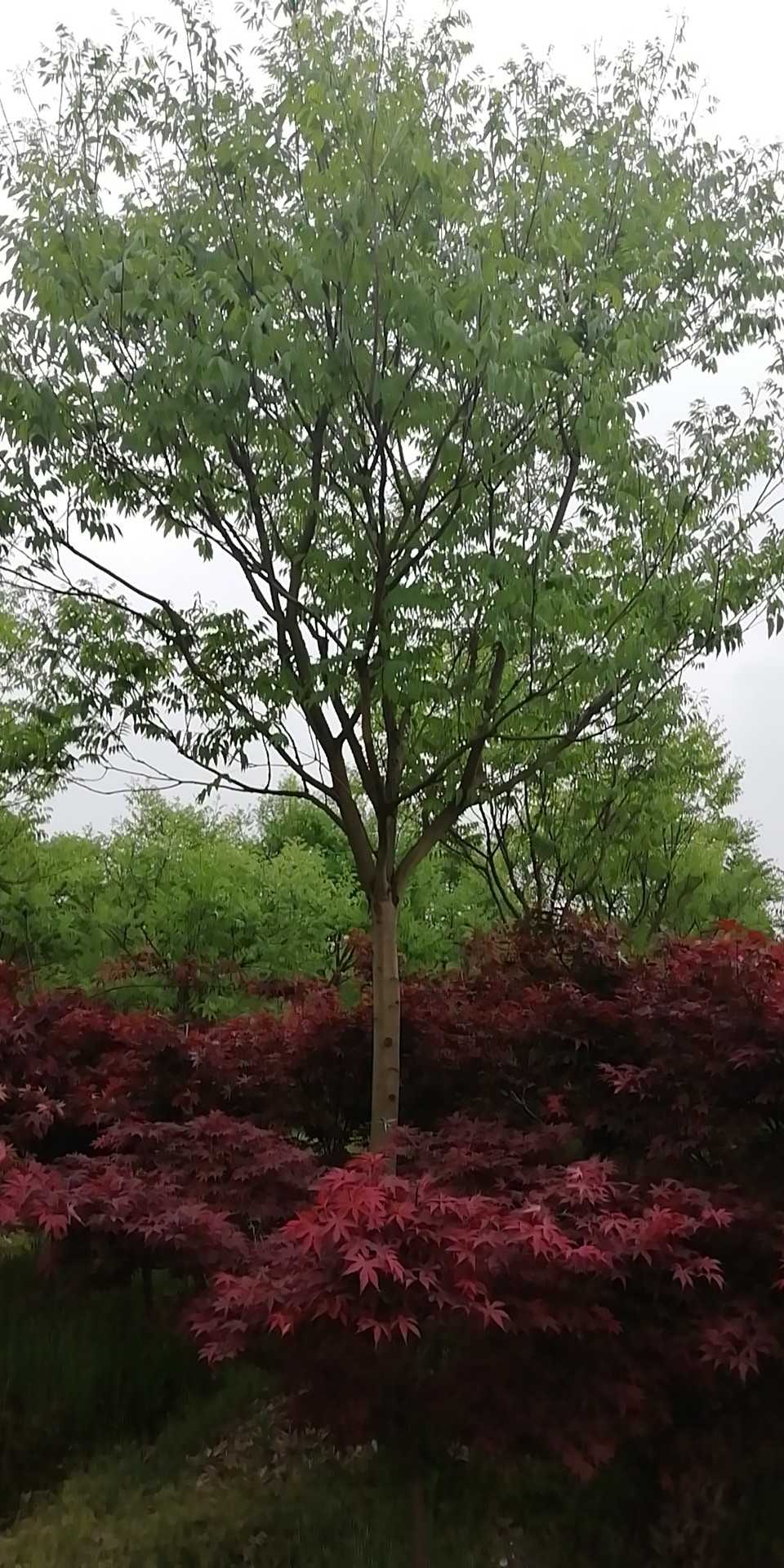 无患子图片