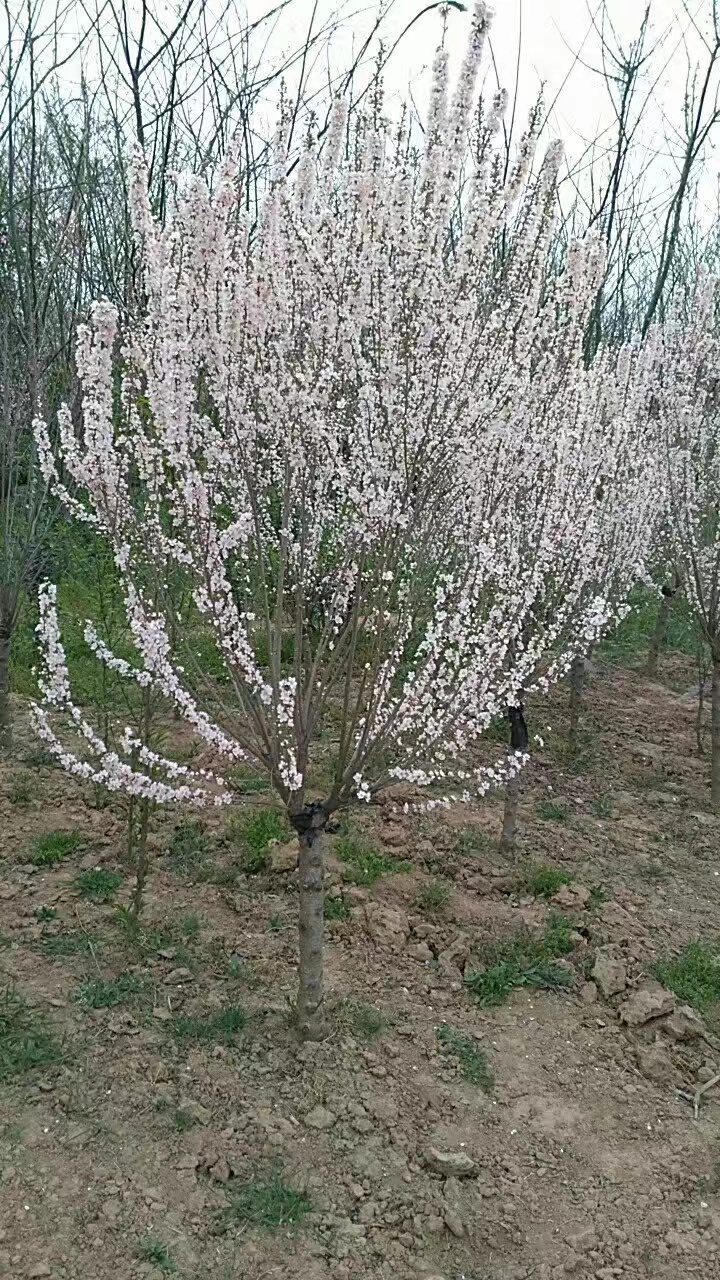 珍珠梅图片