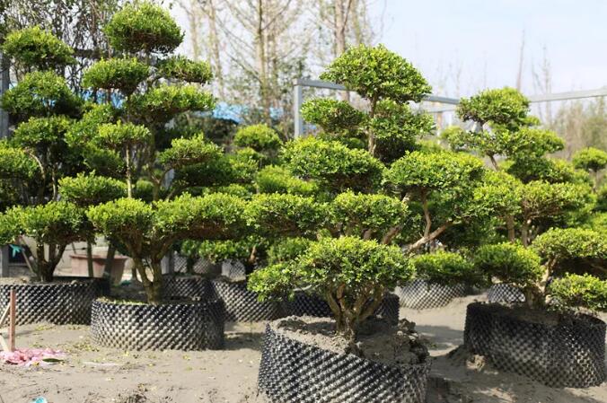 ​立体绿化是城市绿化的重要形式之一，立体绿化将如何改变生活？