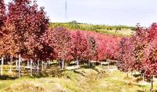 园林绿化必选树种，为何能在苗木市场中持续走俏？值得仔细探讨的