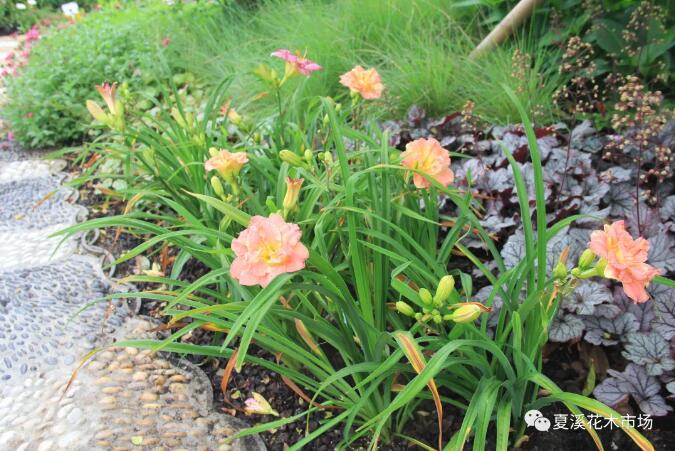 观赏草面积骤降八成，除疫情影响外，更重要的原因是“行业乱象”