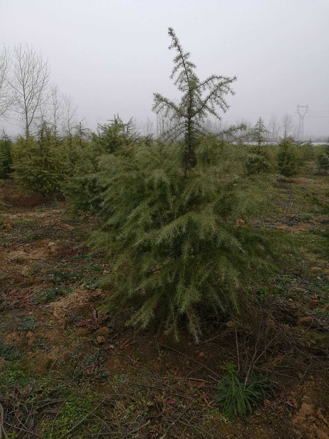 雪松图片