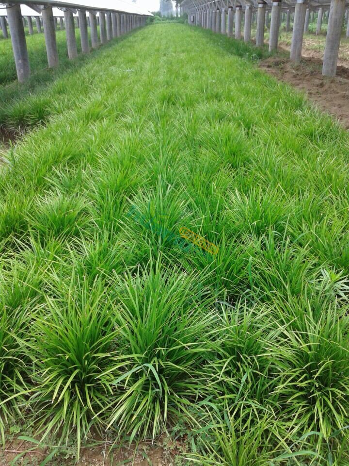 小叶麦冬草图片