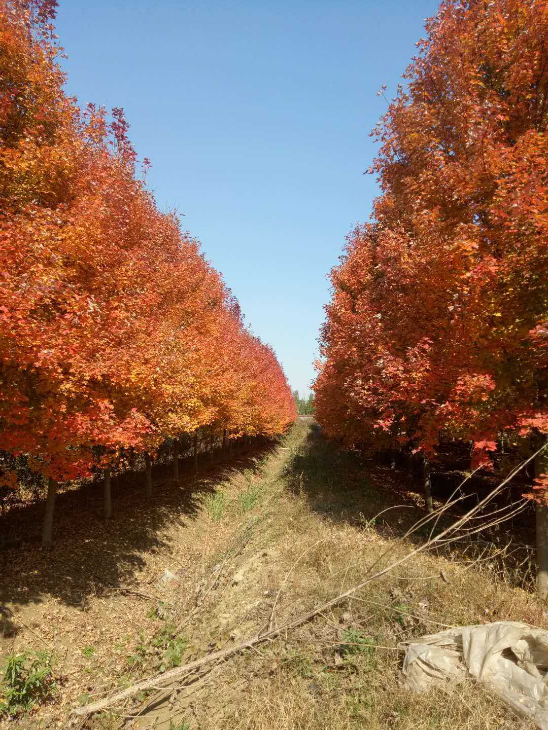 山禾苗木基地图片