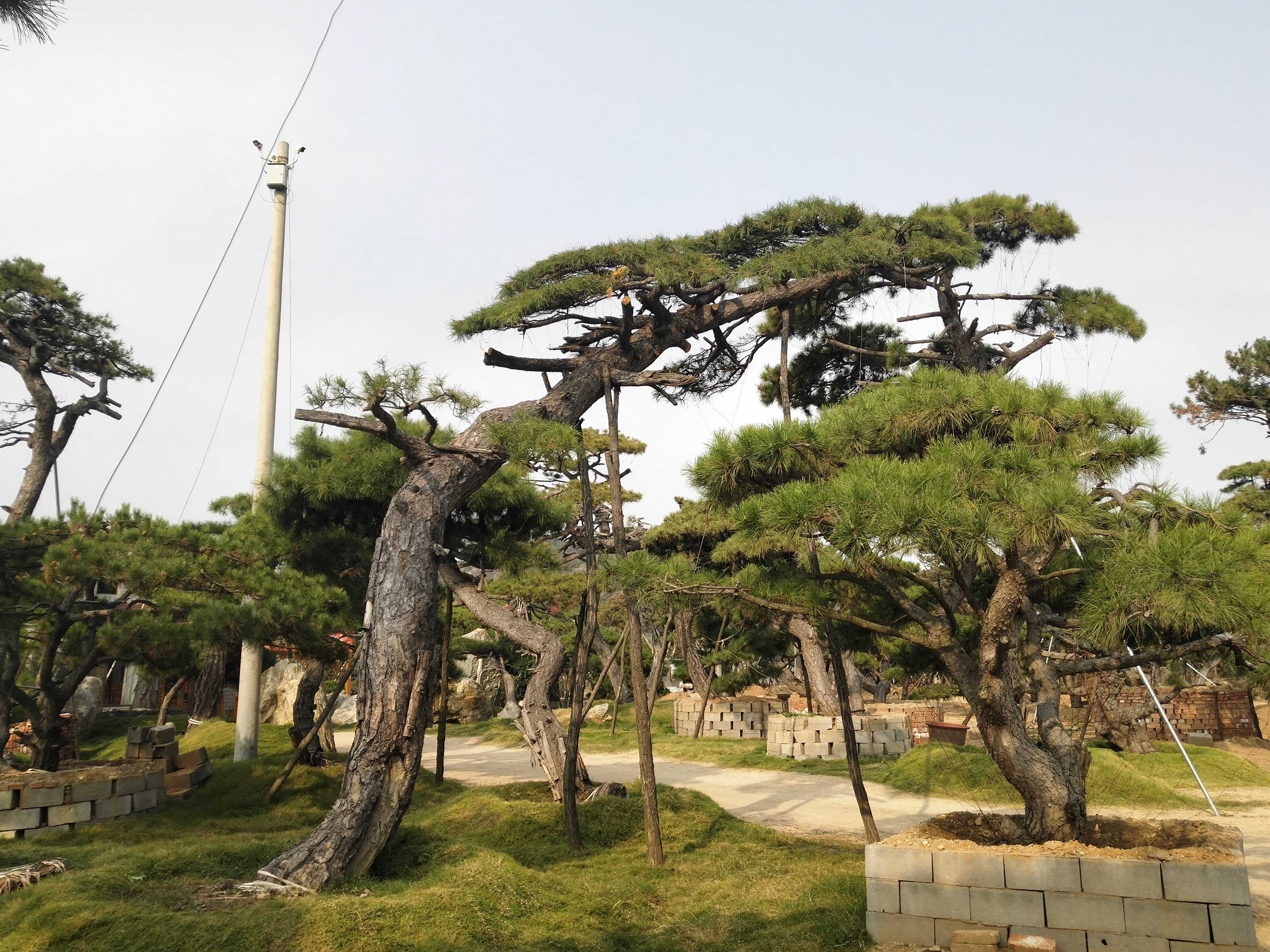 莱芜市大鑫园林绿化有限公司图片