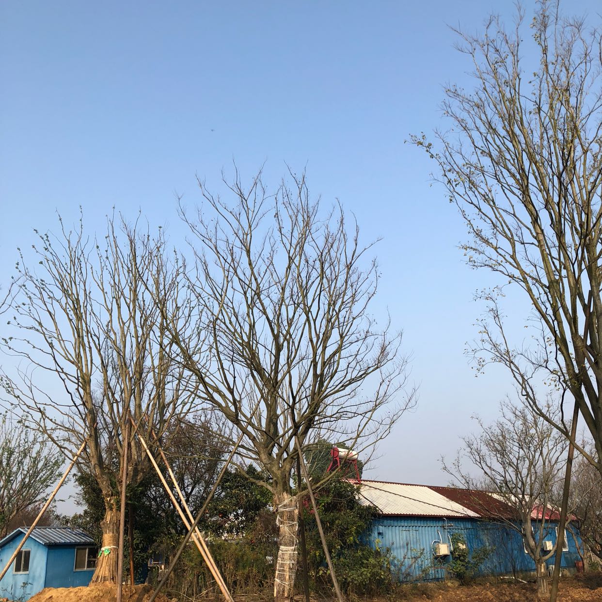 朴树图片