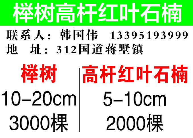 榉树高杆红叶石楠