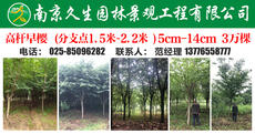 南京久生园林景观工程有限公司图片