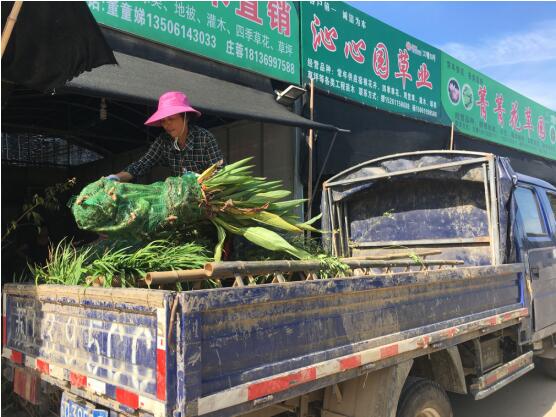 市场水生植物迎来销售旺季
