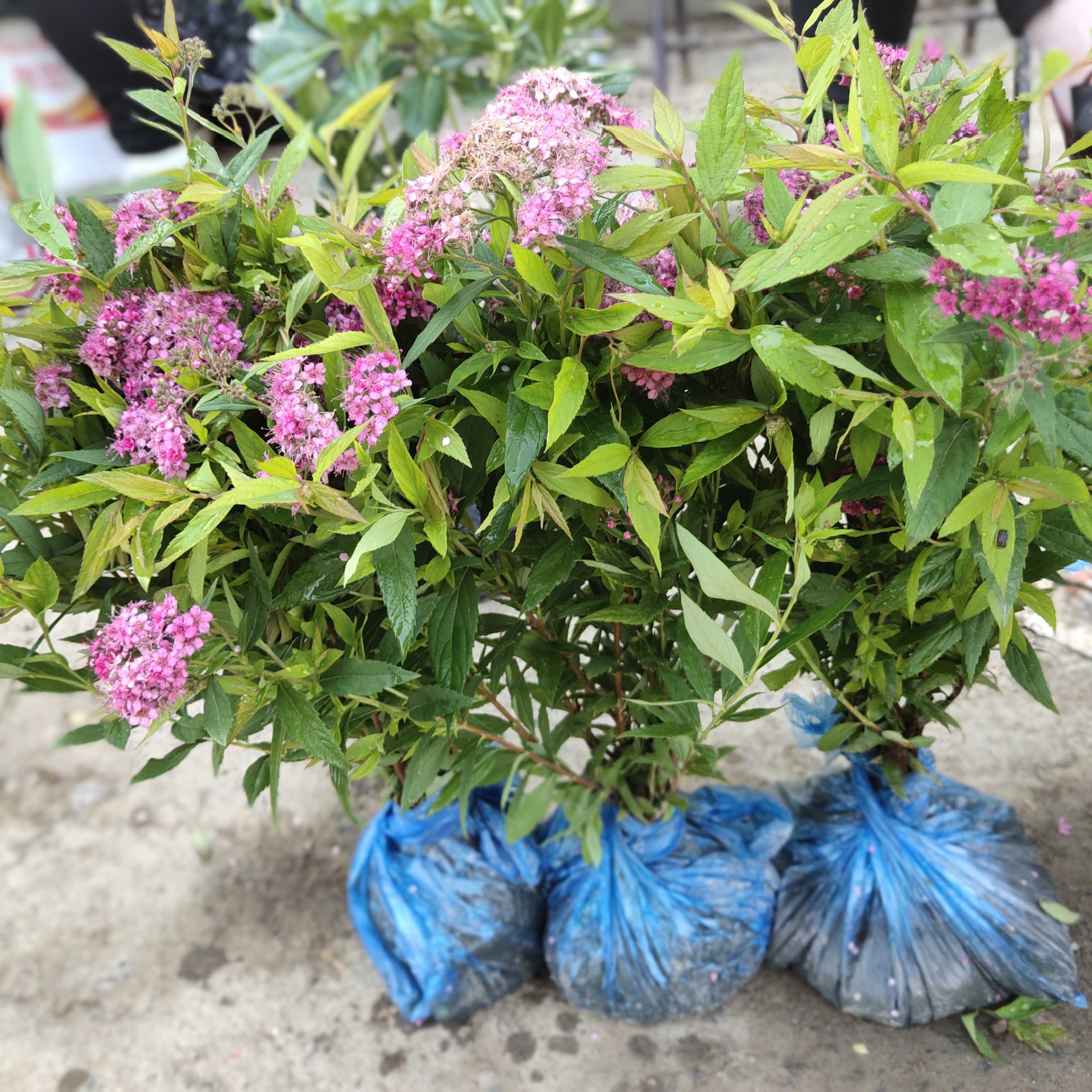 粉花绣线菊图片