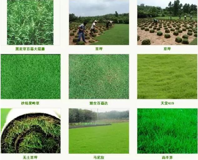 草坪品种运用的知识，略知一二