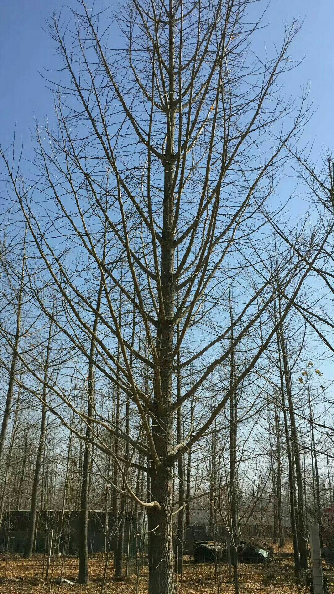 银杏图片