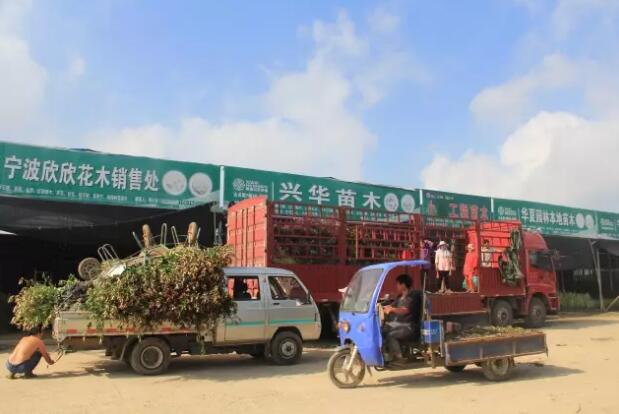 近期夏溪花木市场热销品种汇总