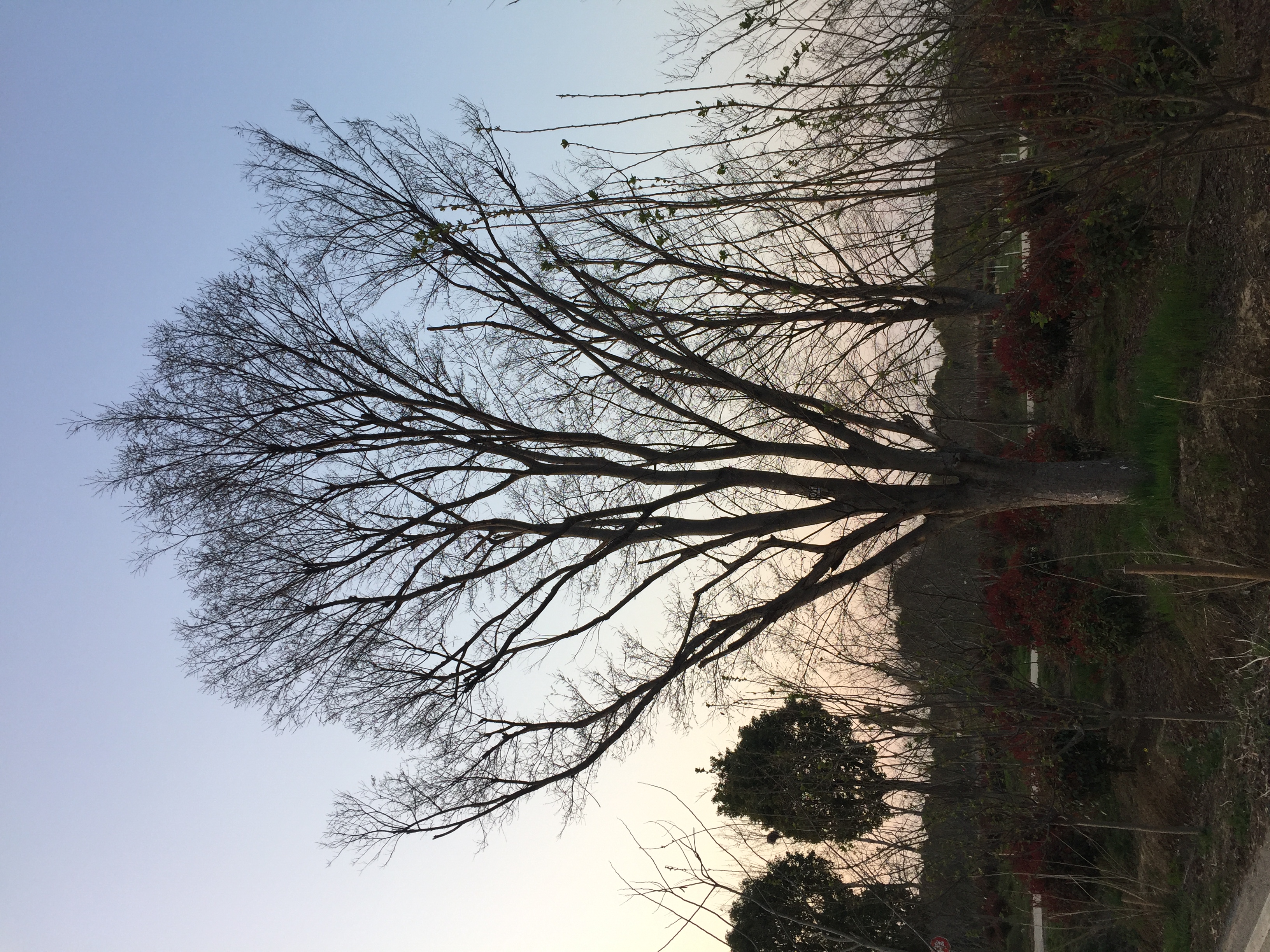 红榉树图片