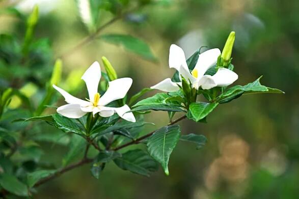 园艺嘉年华·展商风采：看嵊州栀香花木，如何解锁栀子花新玩法？
