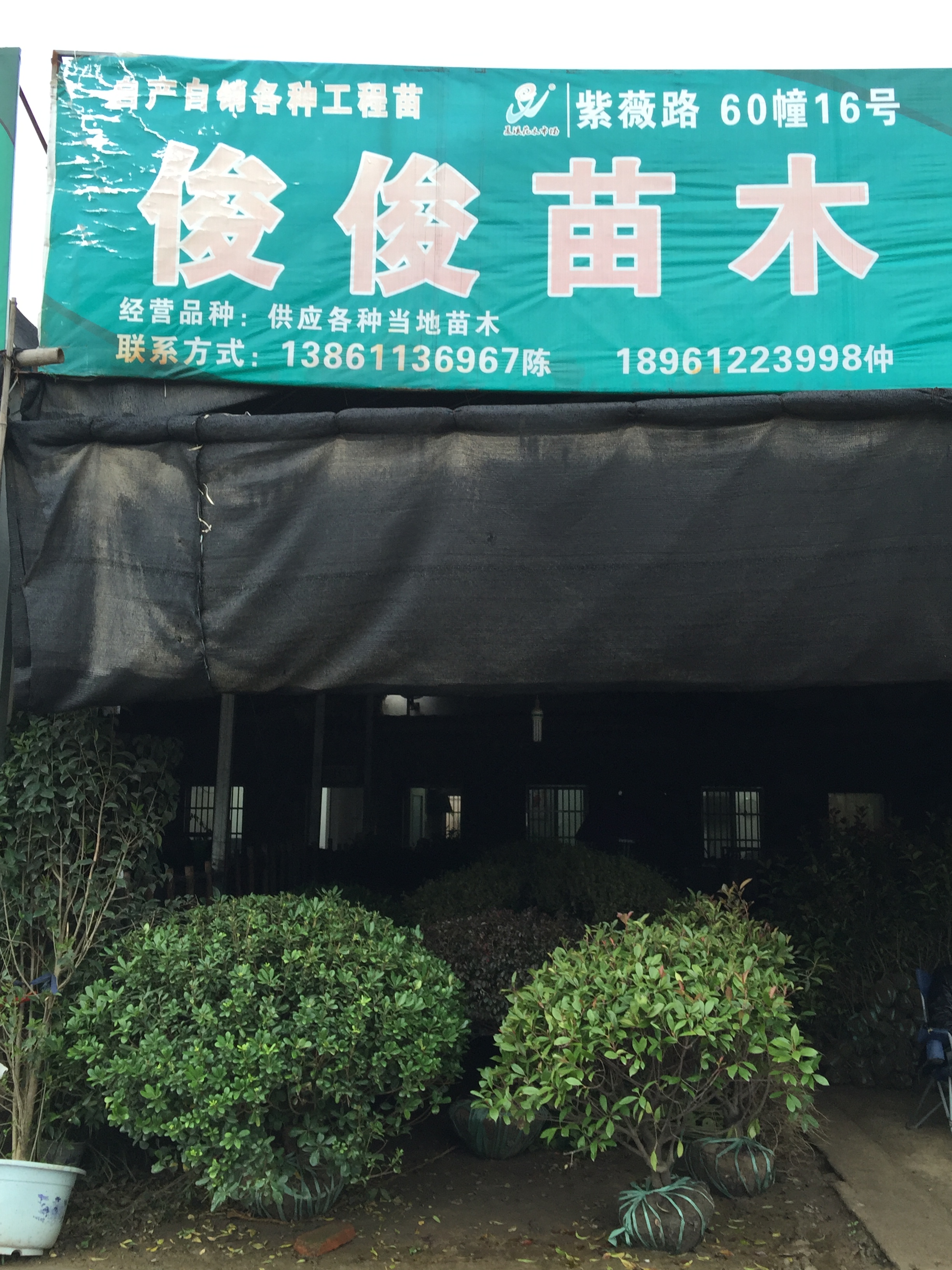 俊俊苗木