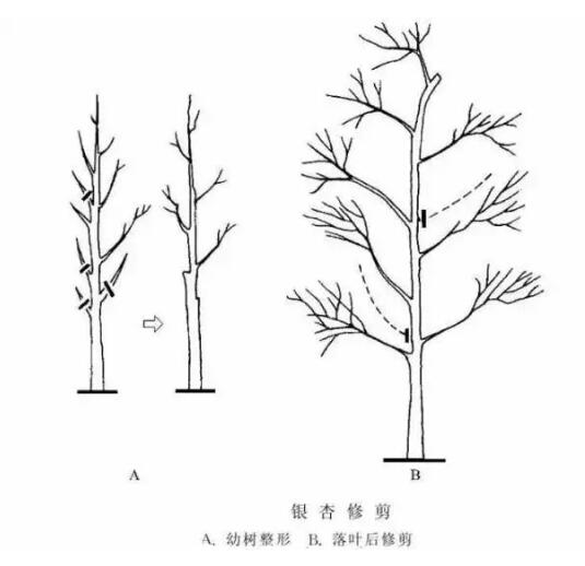 乔木养护管理、灌木养护管理、藤本植物养护技术管理规范！