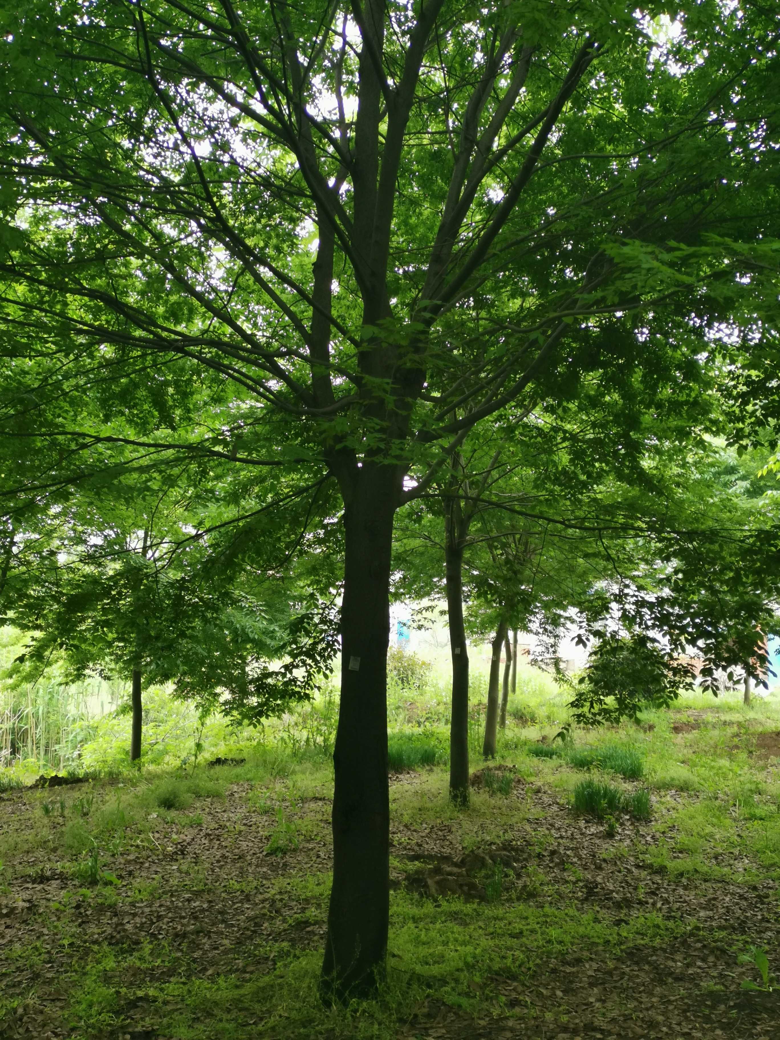 常州恒翔花木专业合作社图片