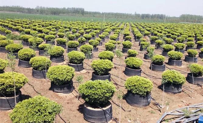 苗木人应该汲取一些新的种植生产技术，这些技术，苗木人必须学起来