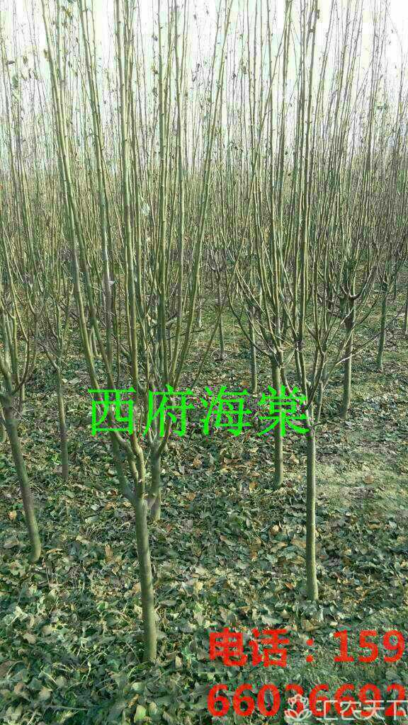 西府海棠图片