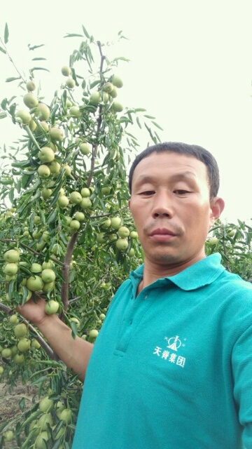 枣树图片