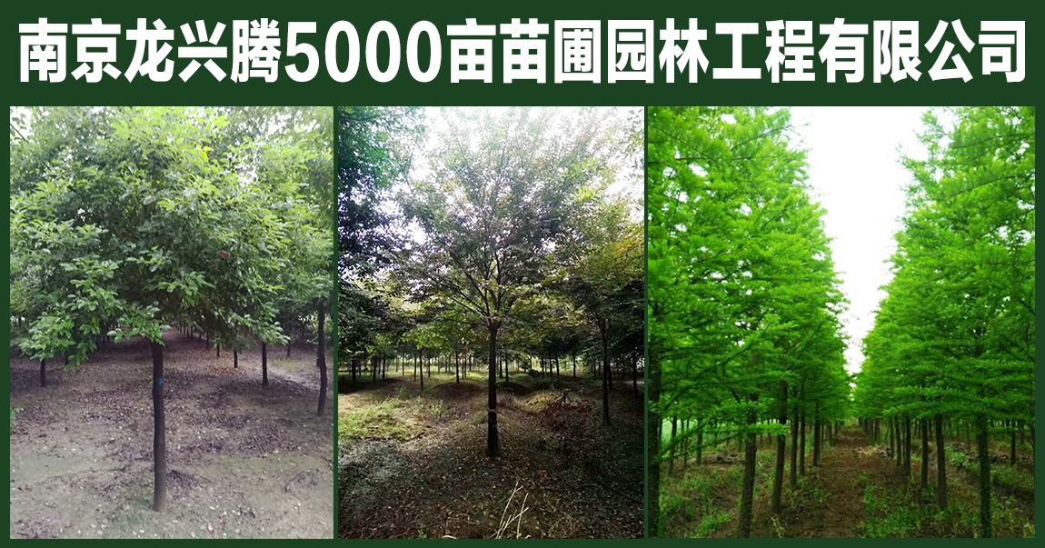 南京龙兴腾5000亩苗圃园林工程有限公司