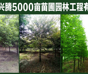 南京龙兴腾5000亩苗圃园林工程有限公司