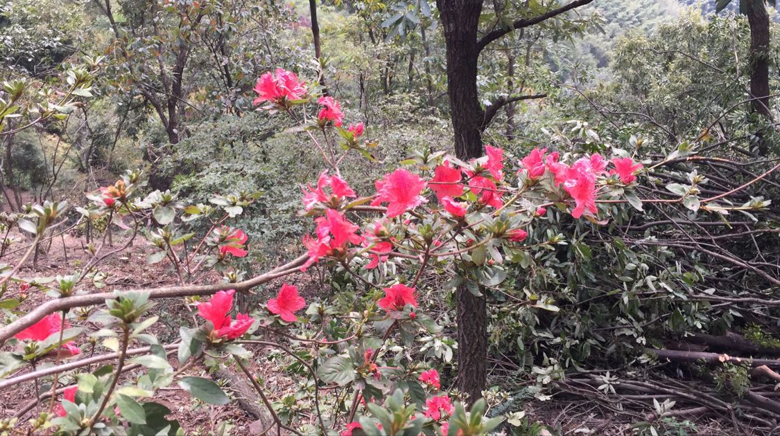 高山家庭生态农场图片