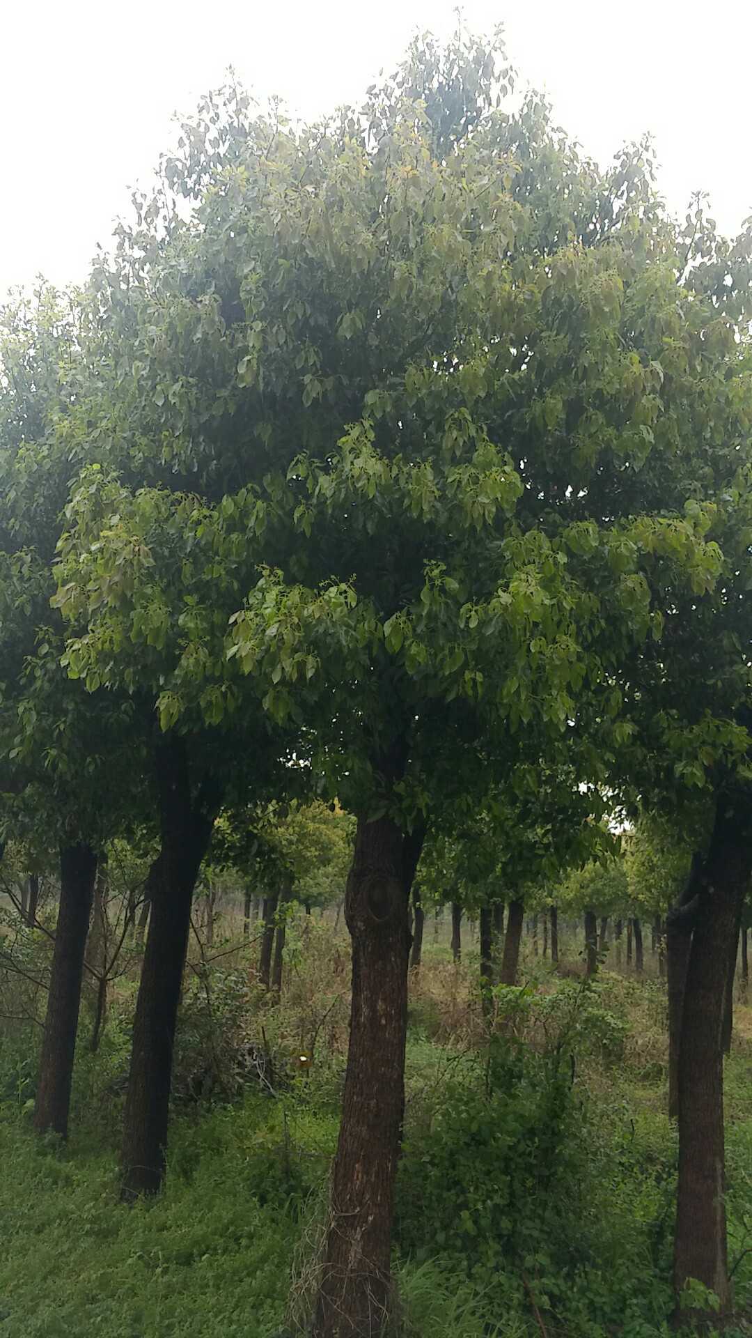 淮安和荣苗圃