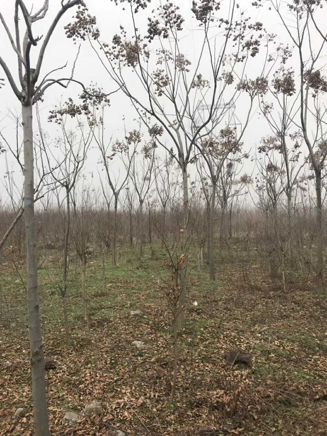 黄山栾树图片