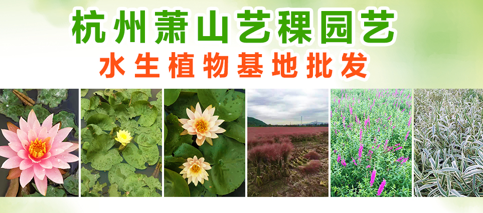 杭州萧山艺稞园艺水生植物基地批发图片