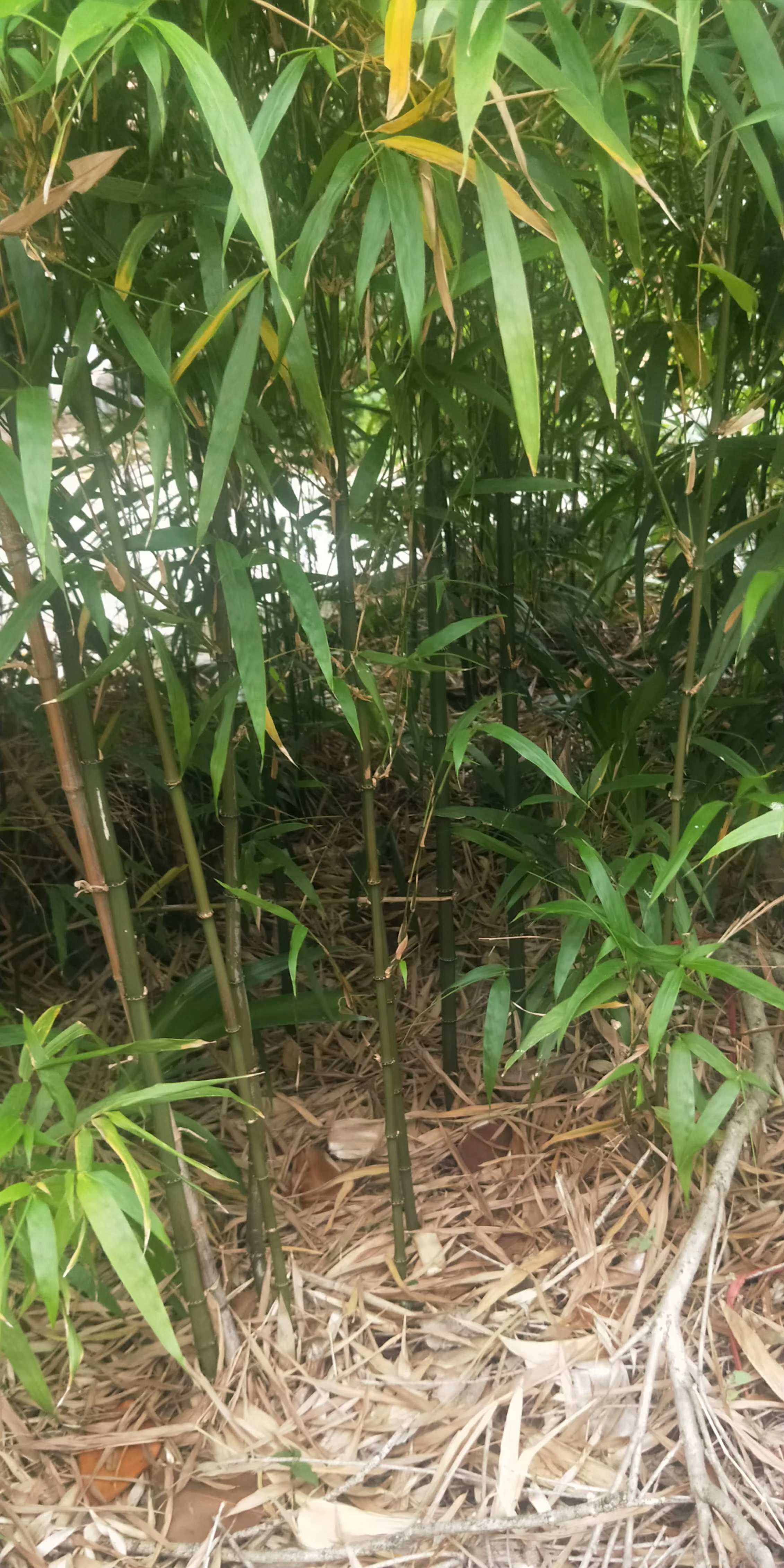 紫竹图片
