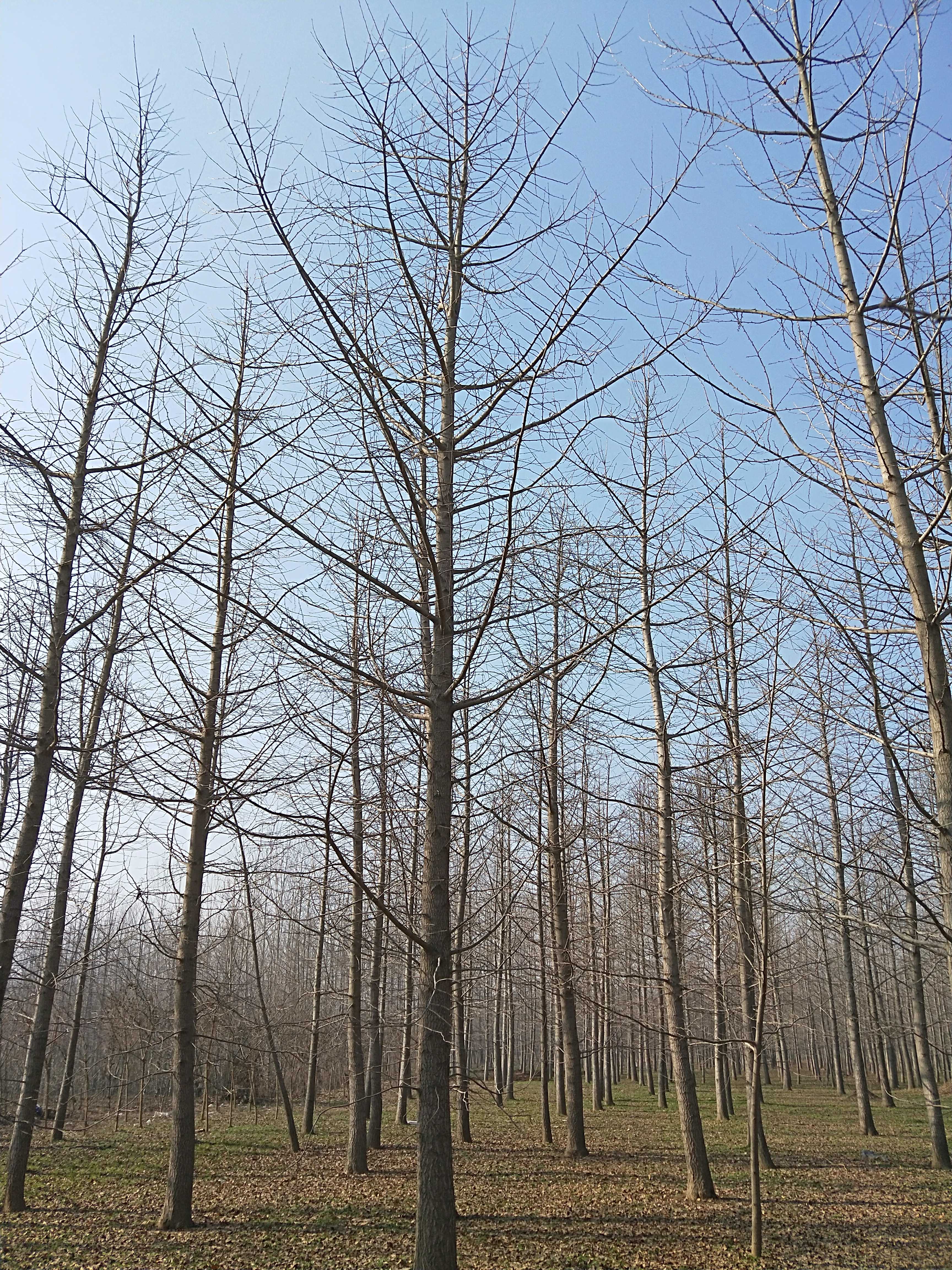 银杏图片