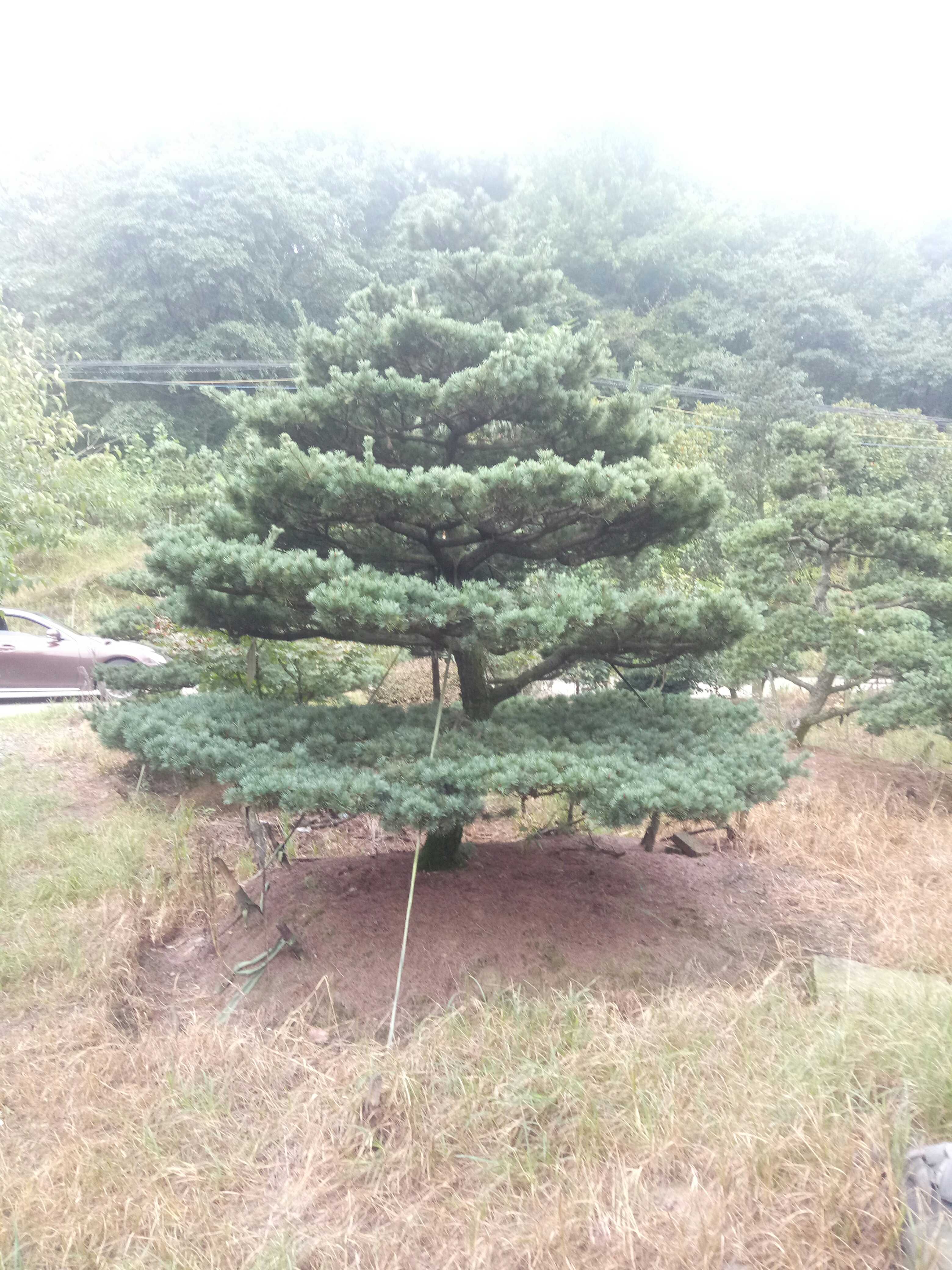 贵州雨芯园林图片