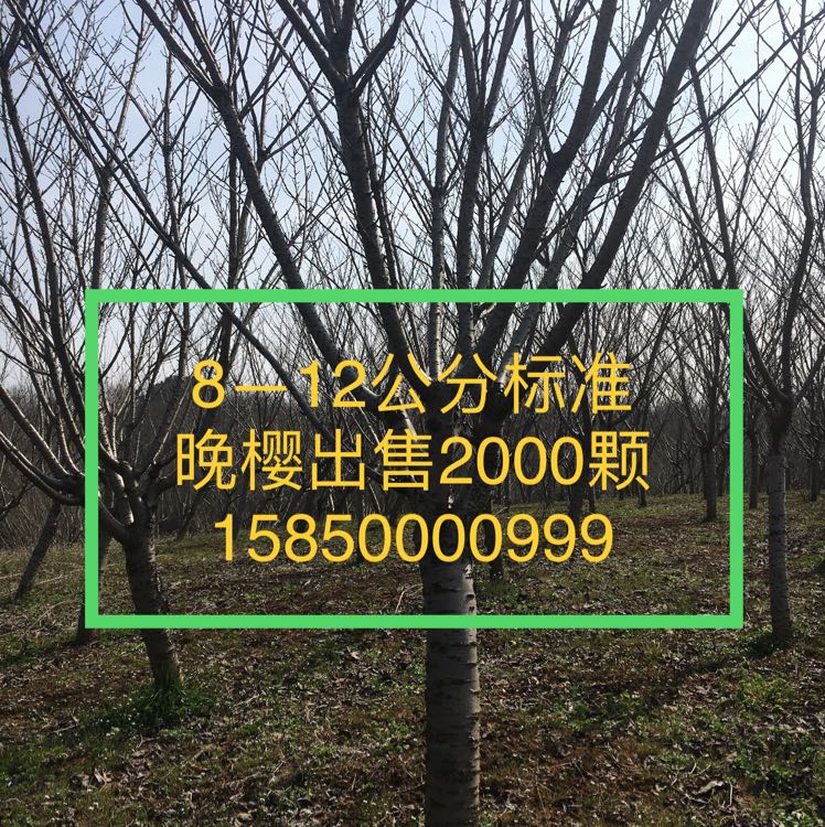 樱花图片