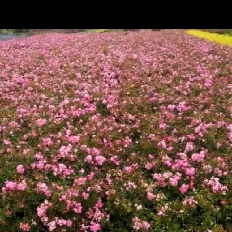 丰花月季图片