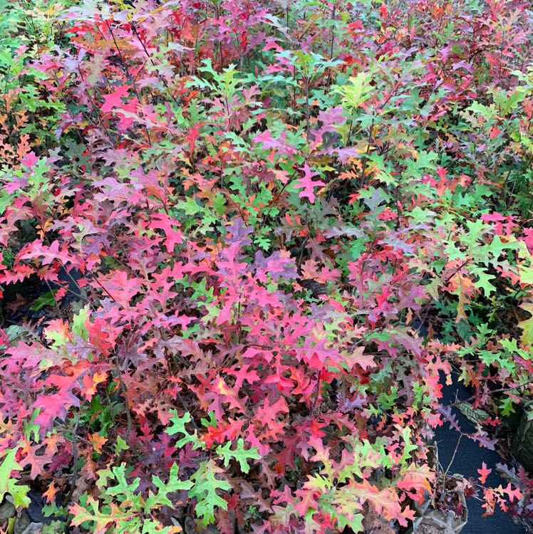 北美红栎图片